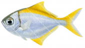 Eastern Pomfret-2,Schuettea scalaripinnis,High quality illustration by Roger Swainston