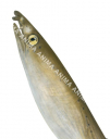 Head of the Blackfinned Snake Eel,Ophichthus altipennis