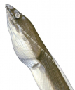 Head of the Fringelip Snake Eel,Cirrhimuraena calamus,High quality illustration by Roger Swainston