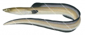 Blackfinned Snake Eel2, Ophichthus altipennis