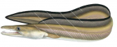 Common Pike Eel,Muraenesox bagio,High quality illustration by Roger Swainston