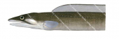 Head of the Blacklip Conger Eel,Congercinereus,High quality illustration by Roger Swainston