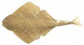 Eastern Angelshark,Squatina albipunctata,High quality illustration by Roger Swainston