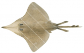 Queensland Deepwater Skate(Dorsal),Dipturus queenslandicus,High quality scientific illustration by Roger Swainston