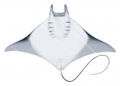 Bentfin Devilray,ventral view,Mobula thurstoni,High quality illustration by Roger Swainston