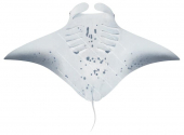 Reef Manta Ray,ventral,Manta alfredi,High quality illustration by Roger Swainston