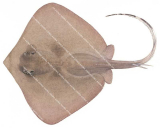 Plain Maskray,Neotrygon annotatus,High quality illustration by Roger Swainston