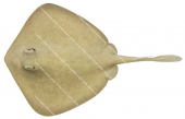 Western Shovelnose Stingaree,Trygonoptera mucosa,High quality illustration by Roger Swainston