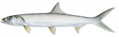 Giant Herring,Elops machnata,High quality illustration by Roger Swainston