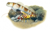 Shrimp Goby and prawn,Amblyeleotris|High Res marine image by Roger Swainston
