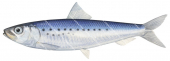 Californian Pilchard,Sardinops caeruleus,High quality illustration by Roger Swainston