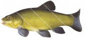 Swimming Tench/Tanche,Tinca tinca-1.Scientific fish illustration by Roger Swainston