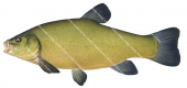 Tench/Tanche-3,Tinca tinca.Scientific fish illustration by Roger Swainston