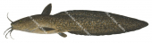 Estuary Cobbler,Cnidoglanis macrocephalus,High quality illustration by Roger Swainston