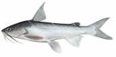 Broadhead Catfish,Arius dasycephalus,High quality illustration by Roger Swainston