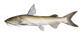 Kesslers Catfish,Arius kessleri,High quality illustration by Roger Swainston