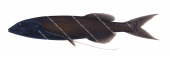 Longtail Slickhead,Talismania longifilis,High quality illustration by Roger Swainston