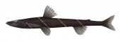 Black Deepsea Lizardfish,Bathysauropsis gracilis,High quality illustration by Roger Swainston