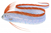 Oarfish,Regalecus glesne,High quality illustration by Roger Swainston