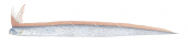 Side view of the Oarfish,Regalecus glesne,High quality illustration by Roger Swainston