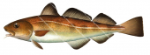 Atlantic Cod,Morue,Gadus morhua.Scientific fish illustration by Roger Swainston