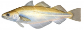 Merlan-Whiting,Merlangius merlangus.Scientific fish illustration by Roger Swainston