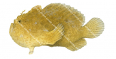 Spotfin Anglerfish,Antennarius nummifer,High quality illustration by Roger Swainston