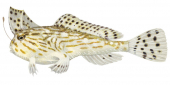 Australian Handfish,Brachionichthys australis,High quality illustration by Roger Swainston.