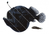 Humpback Blackdevil,Melanocetus johnsonii,High quality illustration by Roger Swainston