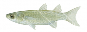 Goldspot Mullet,Liza argentea,High quality illustration by Roger Swainston