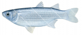 Thick-lipped Mullet,Chaenomugil proboscidens,High quality illustration by Roger Swainston