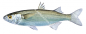 Yelloweye Mullet,Aldrichetta forsteri,High quality illustration by Roger Swainston