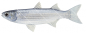 White Mullet,Mugil curema,High quality illustration by Roger Swainston