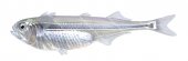 Surf Sardine,Iso rothophilus,High quality illustration by Roger Swainston