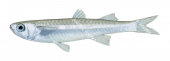 Few-ray Hardyhead,Craterocephalus pauciradiatus,High quality illustration by Roger Swainston