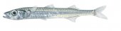 Pikehead Hardyhead,Kestratherina esox,High quality illustration by Roger Swainston