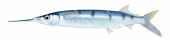 Barred Garfish,Hemiramphus far,High quality illustration by Roger Swainston