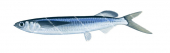 Winged Garfish,Oxyporhamphus micropterus,High quality illustration by Roger Swainston