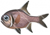 Southern Roughy,Trachichthys australis,High quality illustration by Roger Swainston