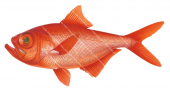 Alfonsino,Beryx splendens.Scientific fish illustration by Roger Swainston