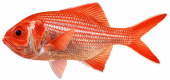 Bight Redfish,Centroberyx gerrardi,High quality illustration by Roger Swainston