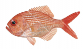 Redfish-1,Centroberyx affinis,High quality illustration by Roger Swainston