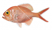 Yelloweye Redfish,Centroberyx australia.Scientific fish illustration by Roger Swainston