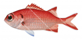 Bigeye Soldierfish,Myripristis pralinia,High quality illustration by Roger Swainston