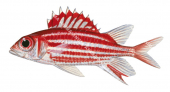 Smallmouth Squirrelfish,Sargocentron microstoma,High quality illustration by Roger Swainston