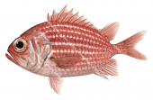 Deepwater Squirrelfish,Ostichthys kaianus,High quality illustration by Roger Swainston