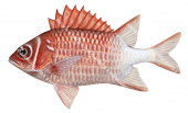 Whitetail Squirrelfish,Sargocentron caudimaculatum,High quality illustration by Roger Swainston