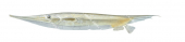 Grooved Razorfish,Centriscus,scutatus,High quality illustration by Roger Swainston