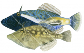Male and Female Toothbrush Leatherjacket,Acanthaluteres vittiger,High quality illustration by Roger Swainston
