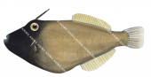 Black Reef Leatherjacket,Eubalichthys bucephalus,High quality illustration by Roger Swainston